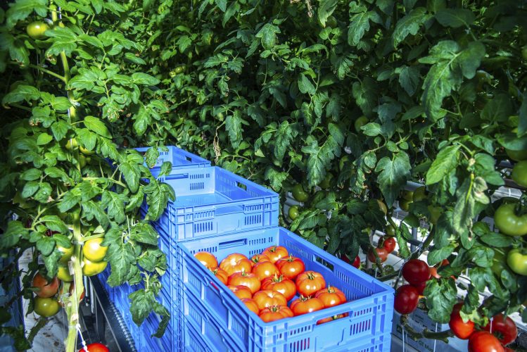 Indoor farmer AppHarvest starts shipping tomatoes